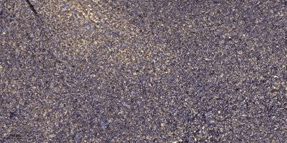 Smad2 (phospho-Ser465/467) rabbit pAb