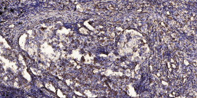 Sin1 (phospho-Thr86) rabbit pAb