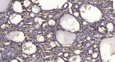 SHIP2 (phospho-Tyr1135) rabbit pAb