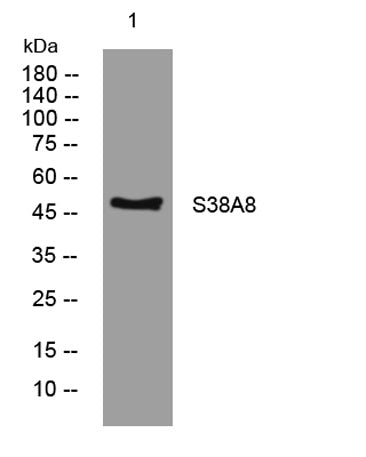 S38A8 rabbit pAb