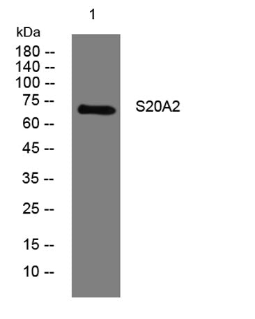 S20A2 rabbit pAb