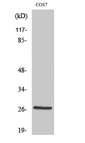 HSP27 (phospho Ser15) rabbit pAb