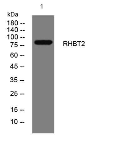 RHBT2 rabbit pAb
