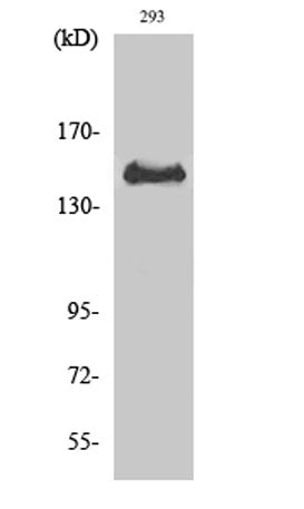 Met (phospho Tyr1349) rabbit pAb