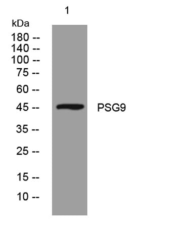 PSG9 rabbit pAb