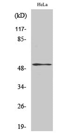 PTEN (phospho Ser370) rabbit pAb