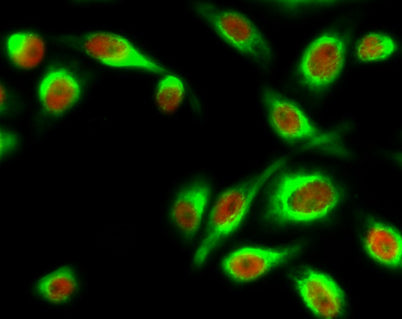 Stat1 (phospho Tyr701) rabbit pAb