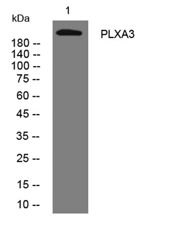 PLXA3 rabbit pAb
