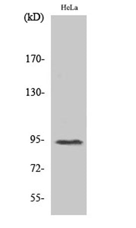 Stat6 (phospho Thr645) rabbit pAb