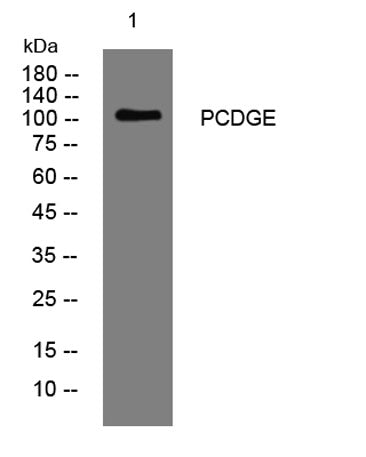 PCDGE rabbit pAb