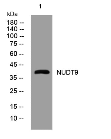 NUDT9 rabbit pAb