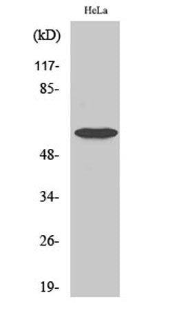 Smad1 (phospho Ser465) rabbit pAb