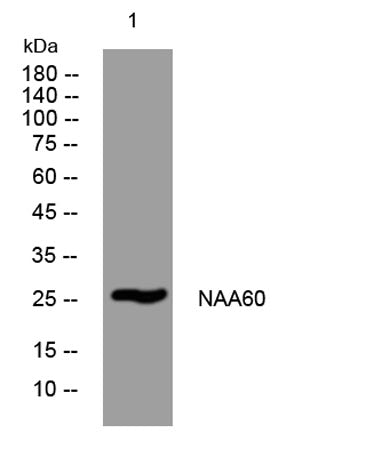 NAA60 rabbit pAb