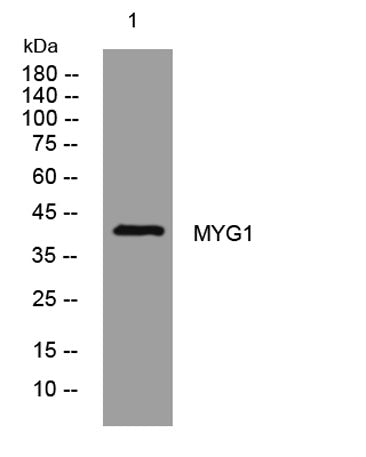 MYG1 rabbit pAb