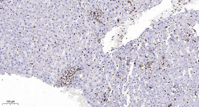 Mre11 (phospho-Ser676) rabbit pAb