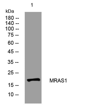 MRAS1 rabbit pAb