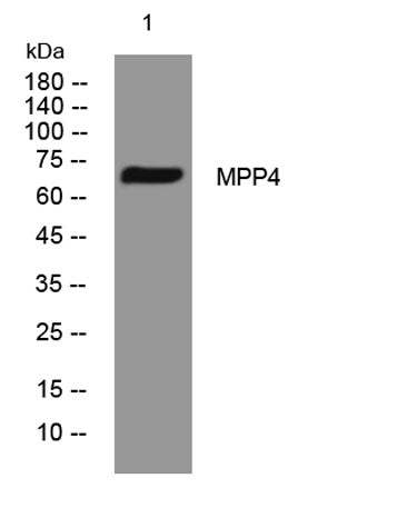 MPP4 rabbit pAb