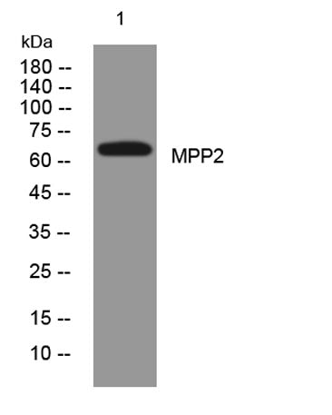 MPP2 rabbit pAb