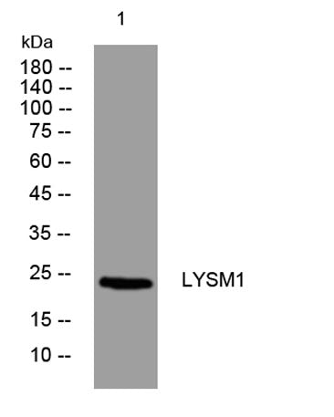 LYSM1 rabbit pAb
