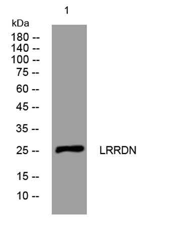 LRRDN rabbit pAb