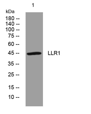 LLR1 rabbit pAb