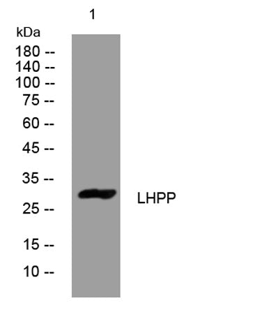 LHPP rabbit pAb