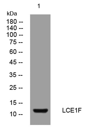 LCE1F rabbit pAb