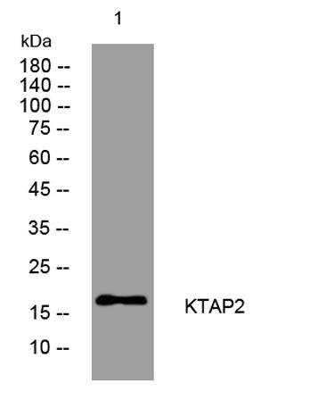 KTAP2 rabbit pAb