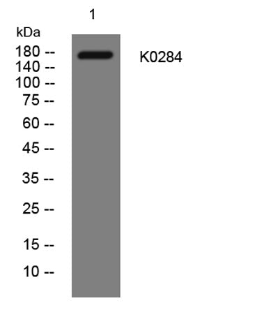 K0284 rabbit pAb