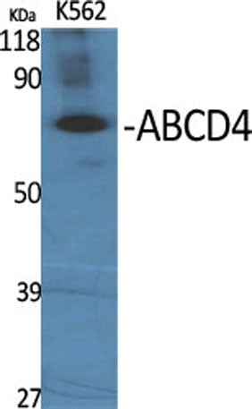 ABCD4 rabbit pAb