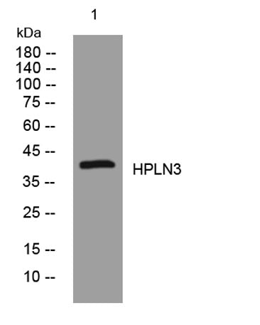 HPLN3 rabbit pAb