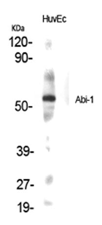 Abi-1 rabbit pAb