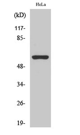 AChRα3 rabbit pAb