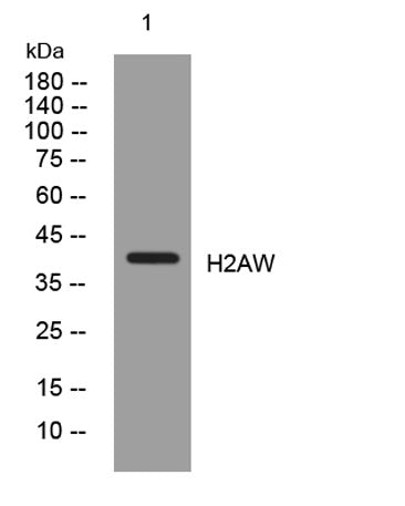 H2AW rabbit pAb