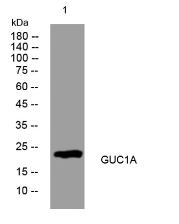 GUC1A rabbit pAb