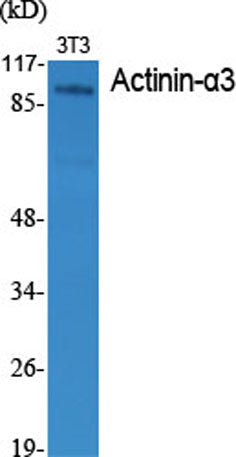 Actinin-α3 rabbit pAb