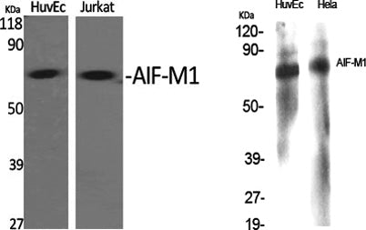 AIF-M1 rabbit pAb