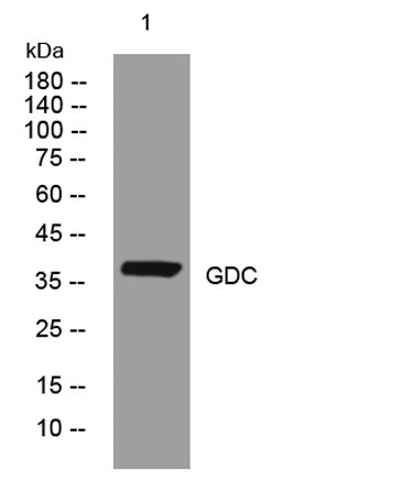GDC rabbit pAb