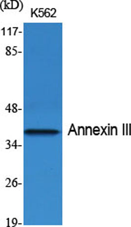 Annexin III rabbit pAb