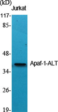 Apaf-1-ALT rabbit pAb