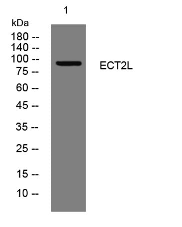 ECT2L rabbit pAb