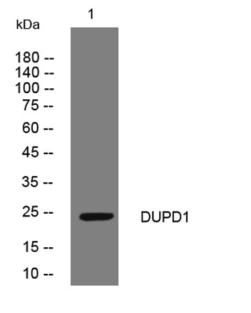 DUPD1 rabbit pAb