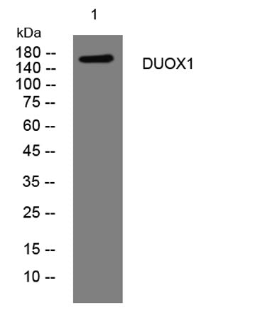 DUOX1 rabbit pAb