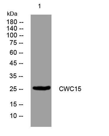 CWC15 rabbit pAb