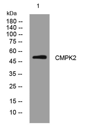 CMPK2 rabbit pAb