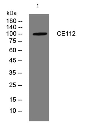 CE112 rabbit pAb