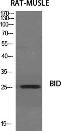 BID rabbit pAb
