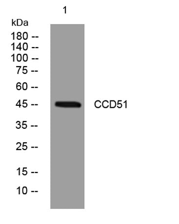 CCD51 rabbit pAb