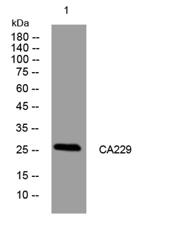 CA229 rabbit pAb