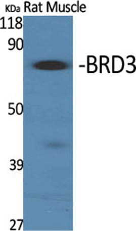BRD3 rabbit pAb